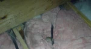 iPro Pest Control mice control services find a dead mouse in attic.  Copyright 2019