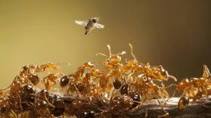 Get rid of crazy ants
