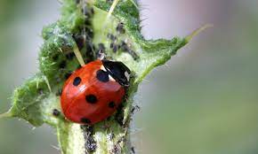 Lady Bug - beneficial insect