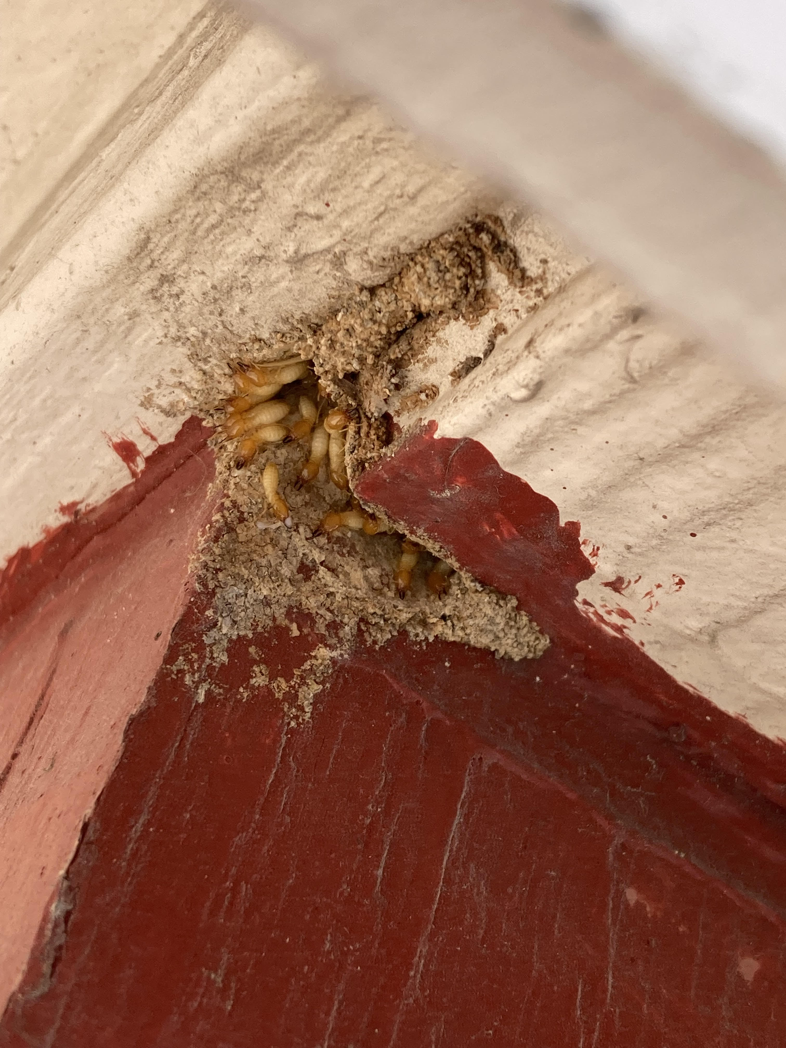 Image used as part of page design