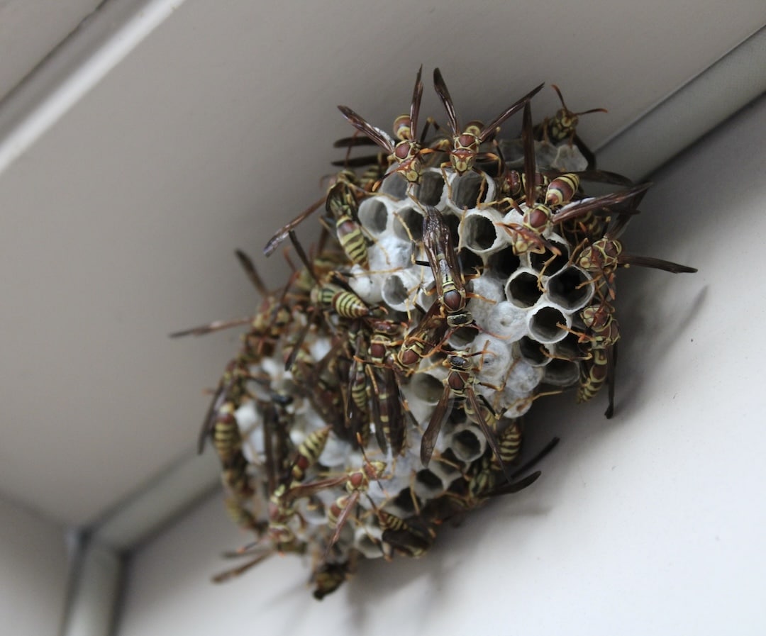 Wasp-Hornet-Bee Removal